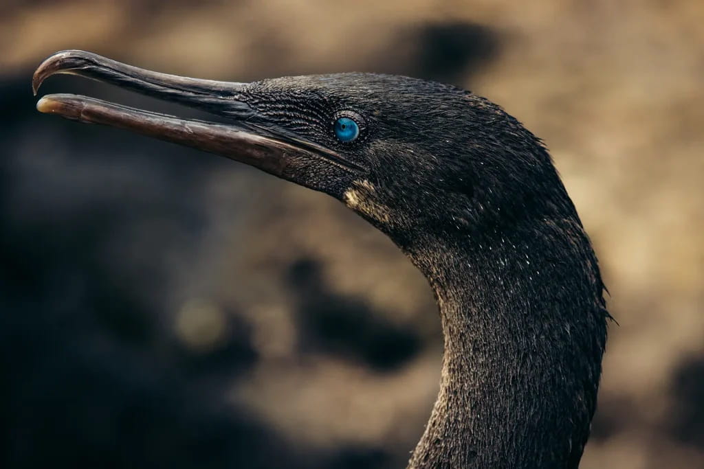 The World’s Only Flightless Cormorant is Endemic to Galápagos