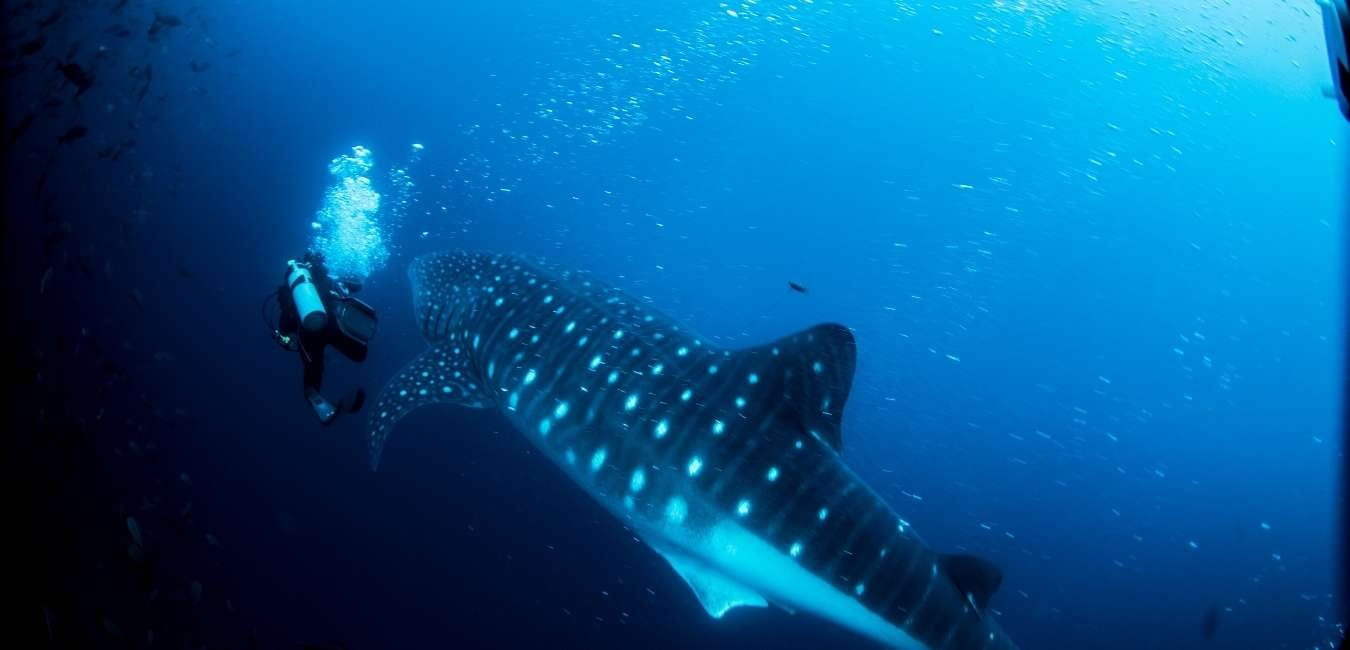 Leon Dormido | Whale Shark | Galapagos Islands